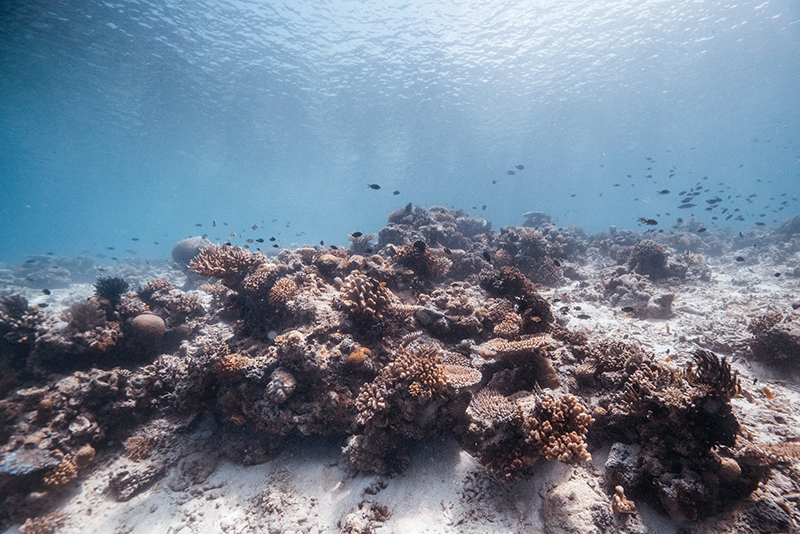 an underwater view of coral reef and fish