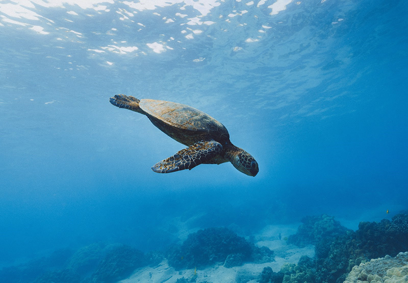 underwater view of a sea turtle