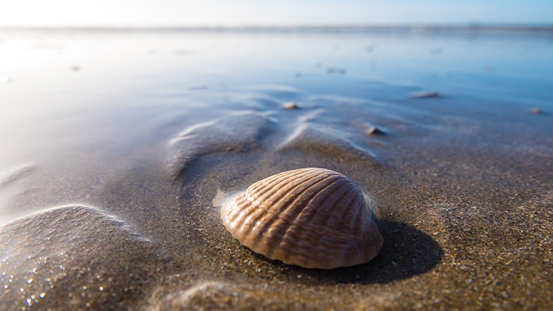 a seashell sitting in the sand