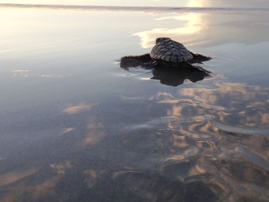 a sea turtle on the surface of the water