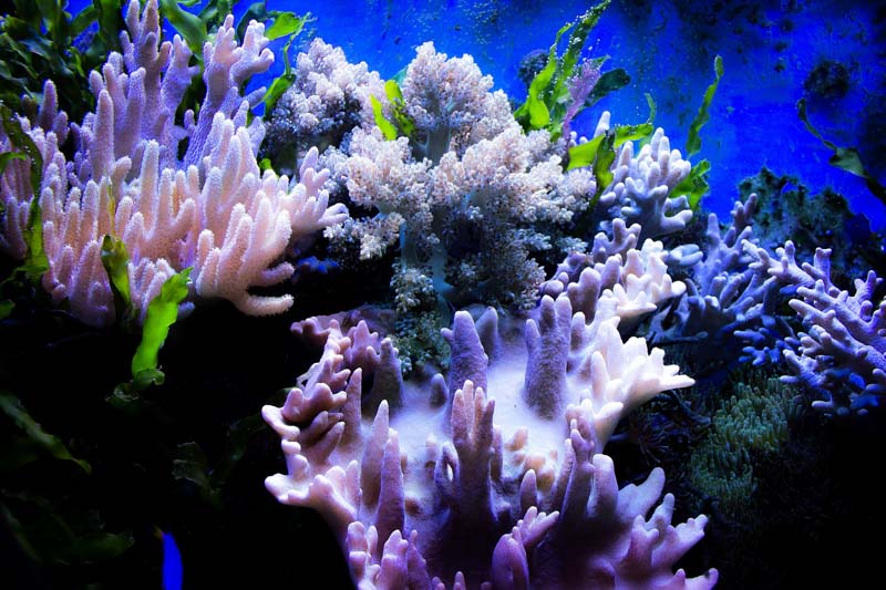 underwater coral reef