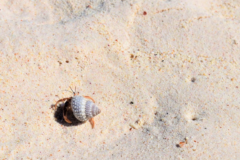 Hermit crab on the beach