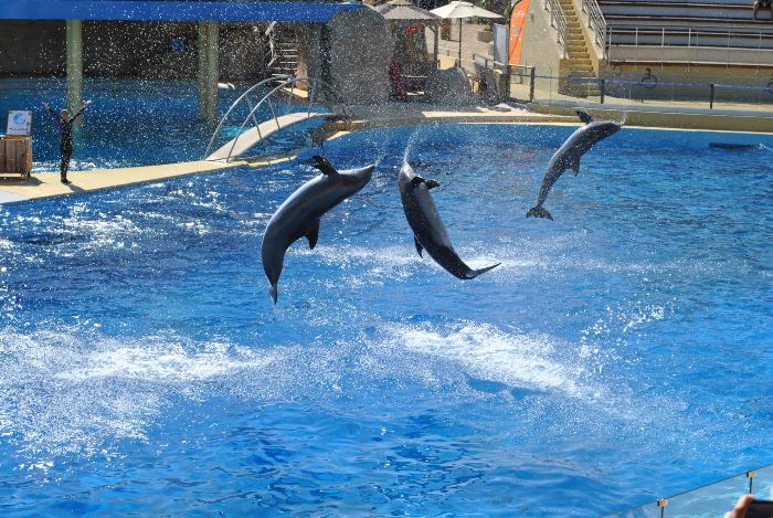 a woman with three dolphins jumping out of the water