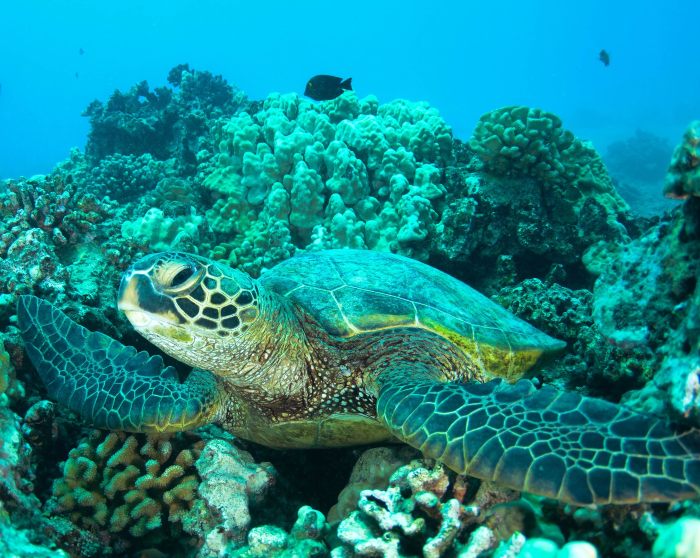 a sea turtle with coral and fish