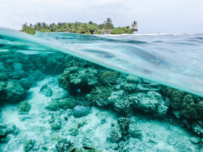 an island in the background with coral on the ocean floor