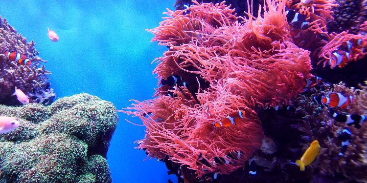 clown fish and other fish with coral reef