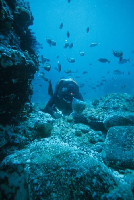 diver collecting algae with a school of fish in the background