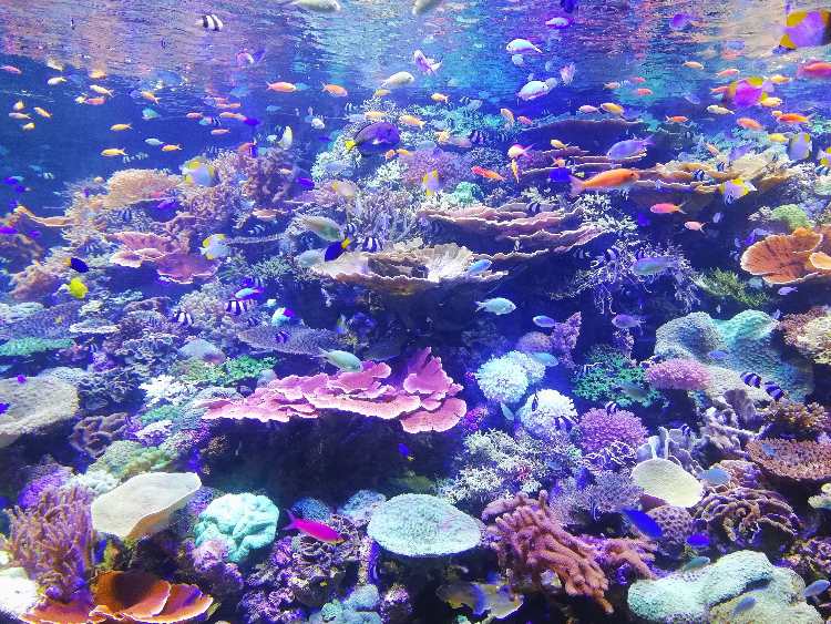 colorful coral reef and fish