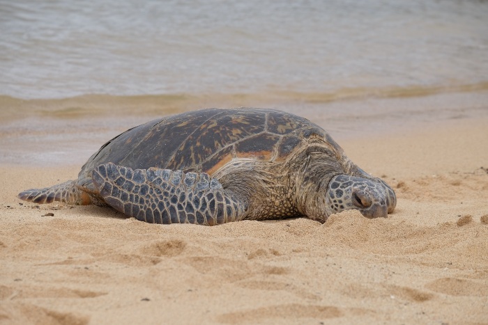 sea turtle laying in the sand on a beach