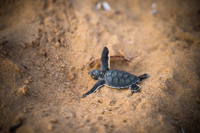 a sea turtle hatchling in the sand