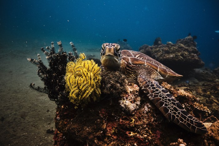 sea turtle perched on ocean rocks and plants