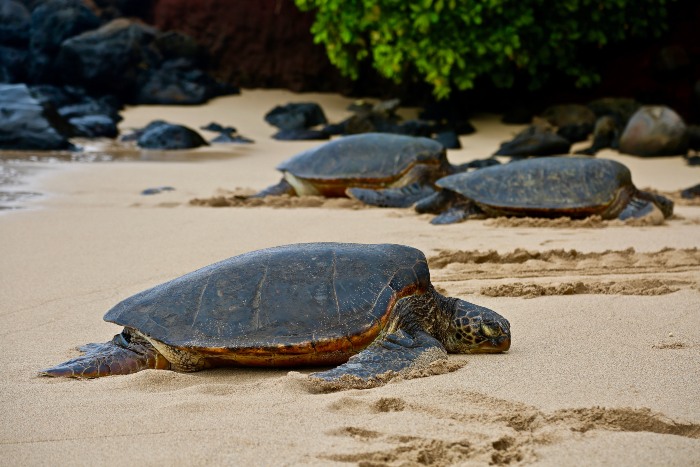 three sea turtles on the beach