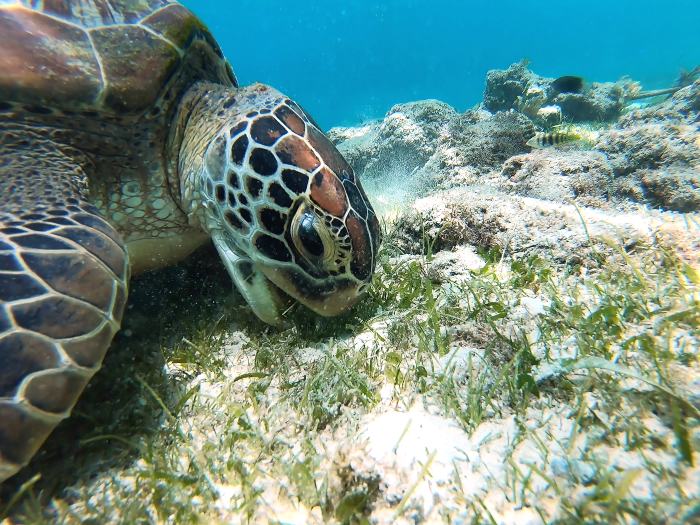 sea turtle eating plants