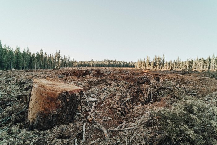 a clearing in a forest where trees have been chopped down