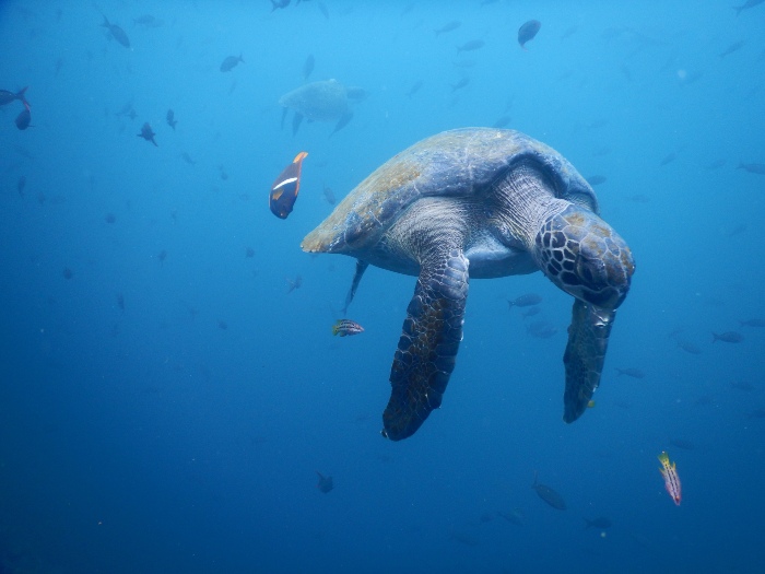 a sea turtle swimming in a school of fish
