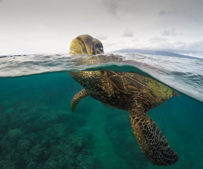 sea turtle sticking its head above water