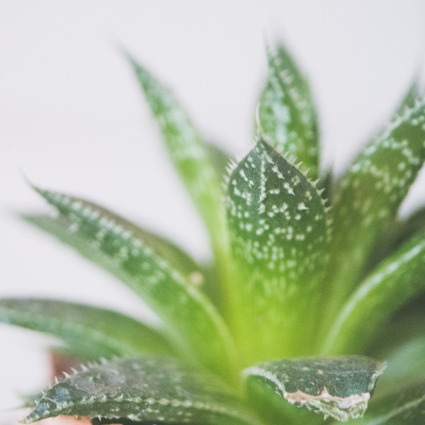 an up-close shot of an aloe plant in front of a white background