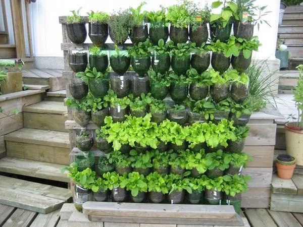 a vertical garden made of reused 2-liter plastic bottles